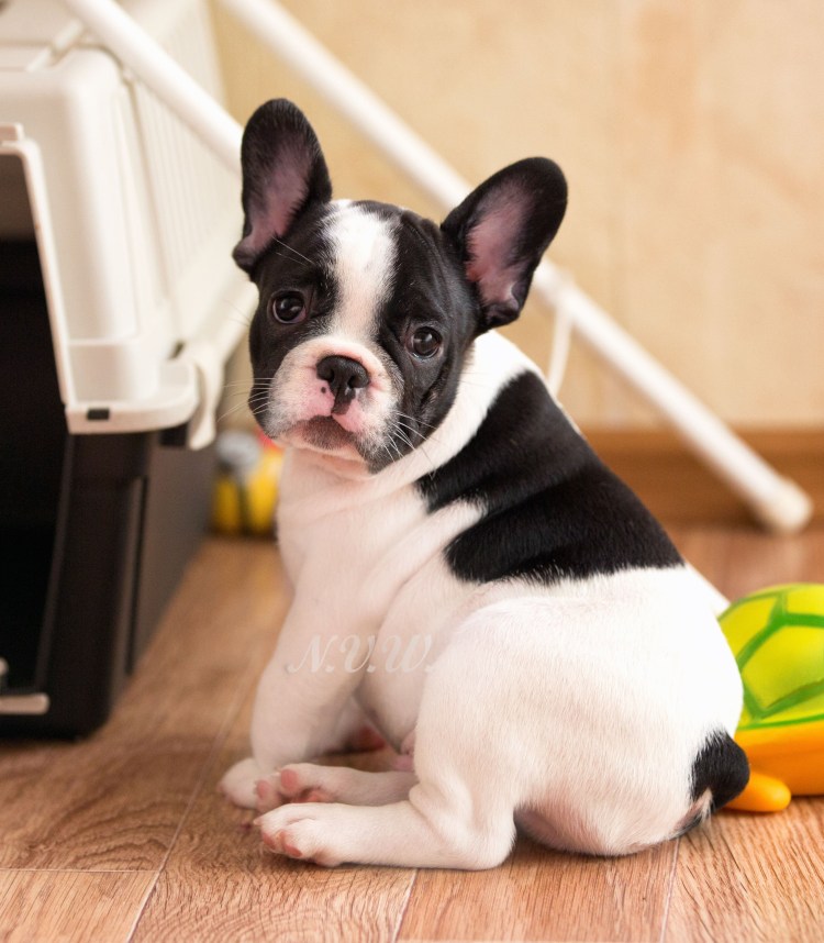 Бульдог черный маленький