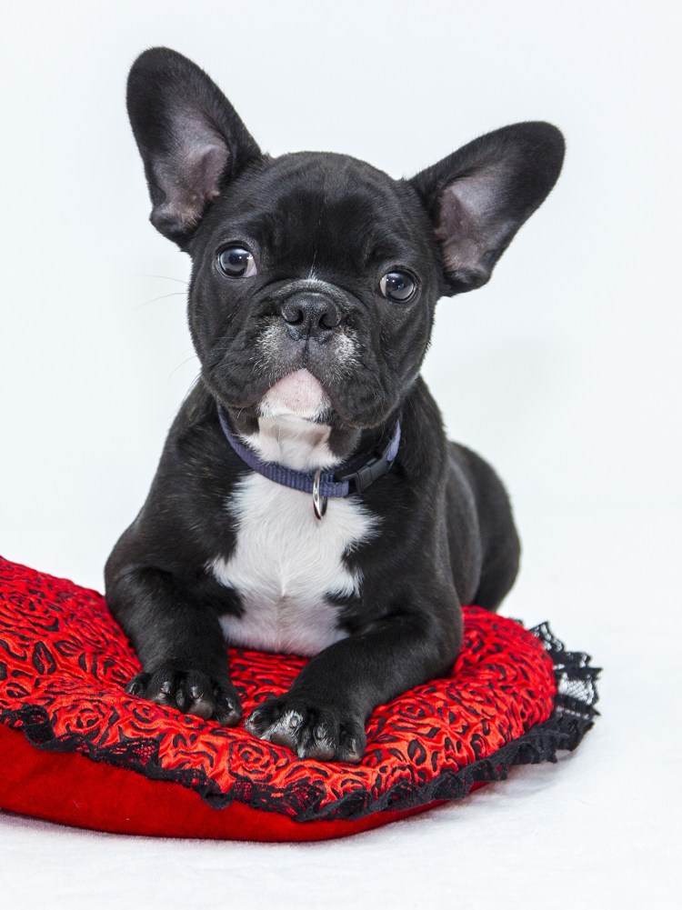 Французский бульдог мини черный