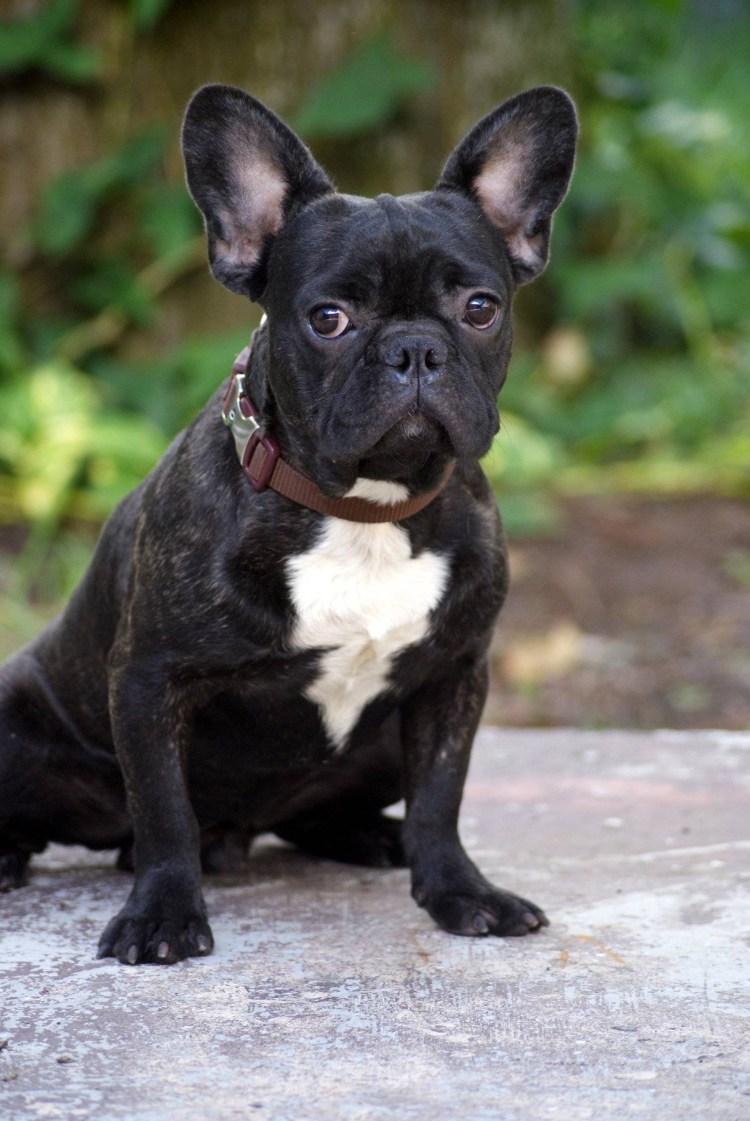 Французский бульдог черный щенок