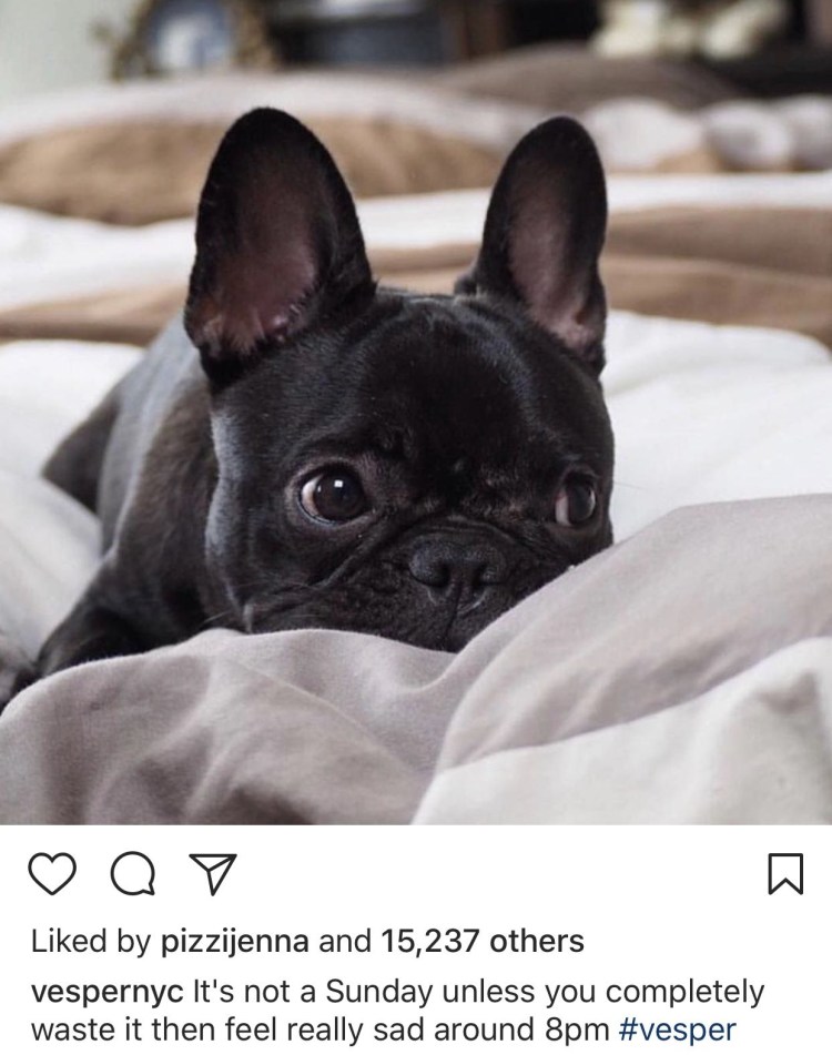 Французский бульдог Блэк Тан