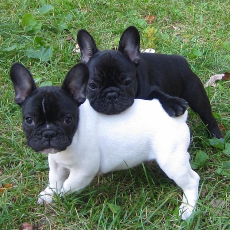 Собака французский бульдог