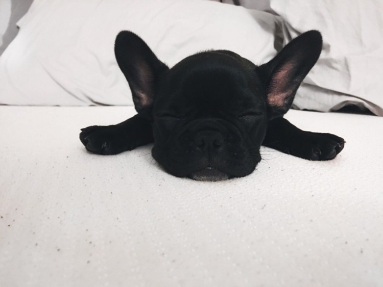 Французский бульдог мраморный