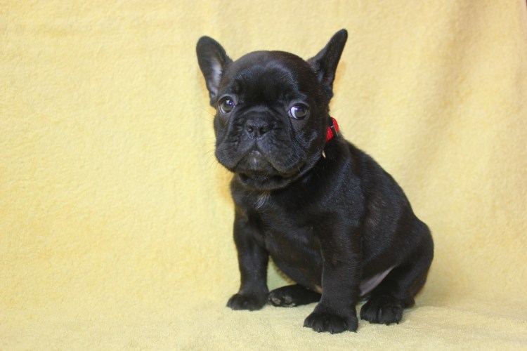 Французский бульдог черный щенок