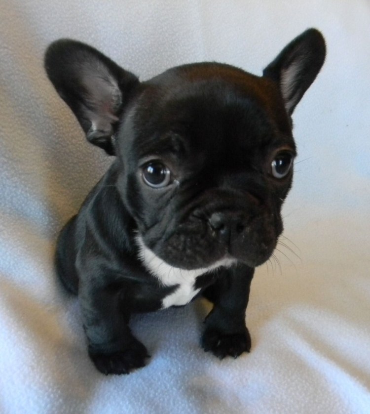 Флаффи французский бульдог