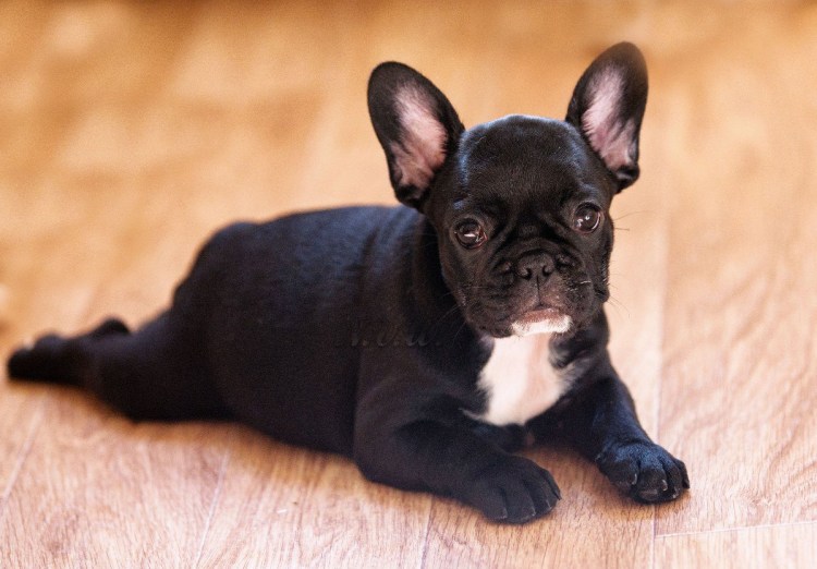 Французский бульдог пятнистый