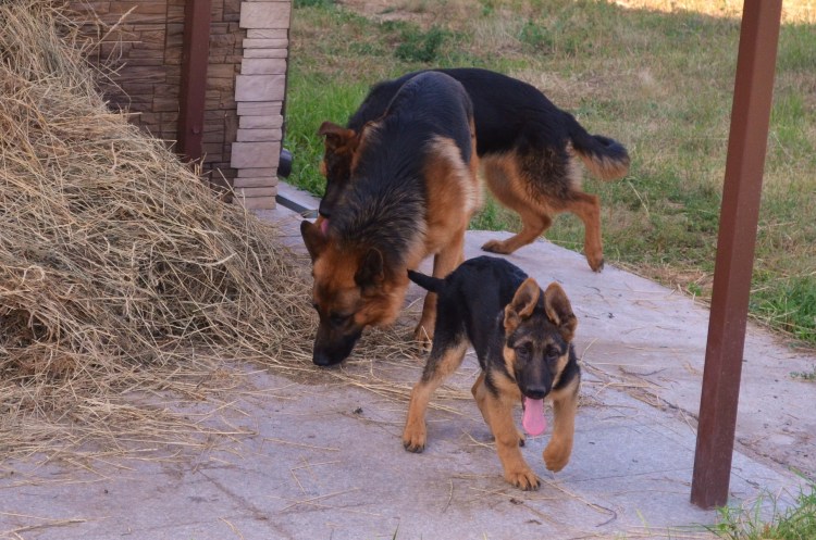 Щенок немецкой овчарки 3 месяца воспитание