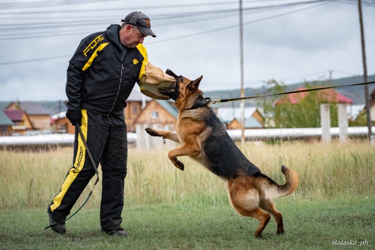 Карликовая немецкая овчарка щенок