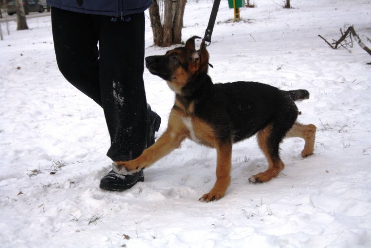 Щенок немецкой овчарки 3 месяца воспитание