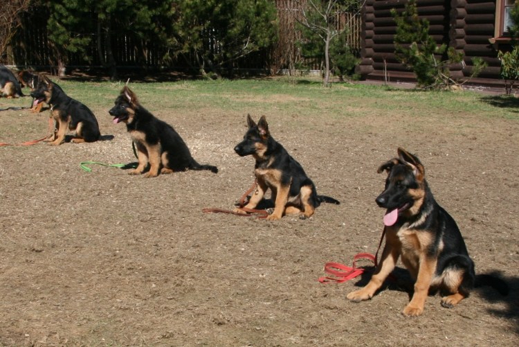 Дрессировка щенка 5 мес. Окиты