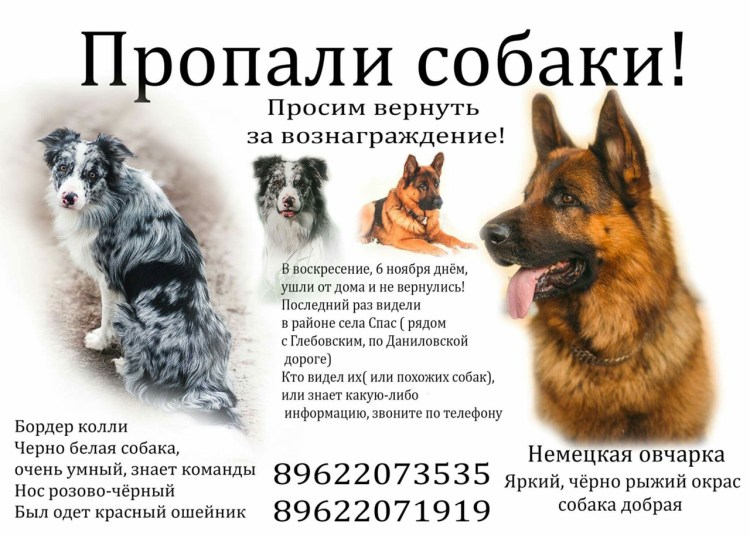 Объявление о пропаже немецкой овчарки