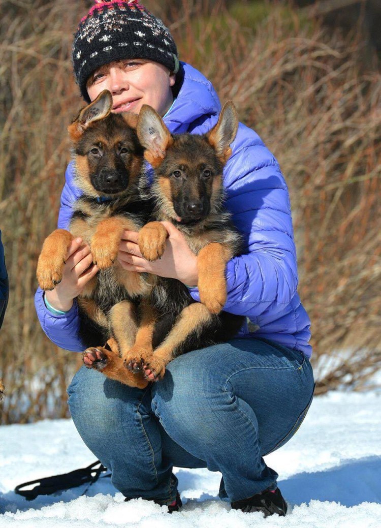 Дрессировка щенка немецкой овчарки