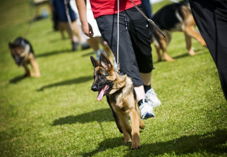 Дрессированная немецкая овчарка