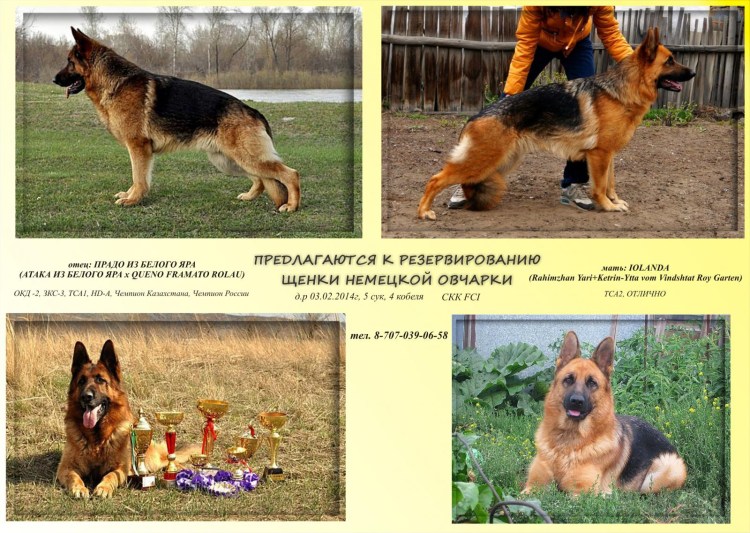 Характер немецкой овчарки кобеля