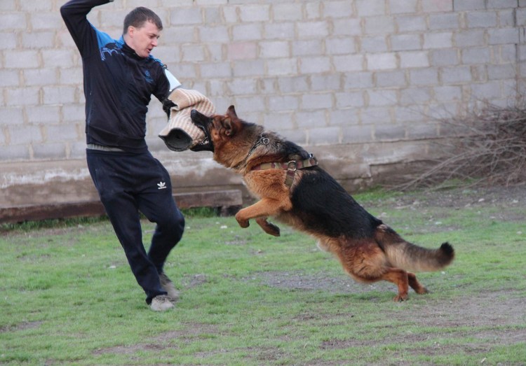 Дрессура собак немецкая овчарка