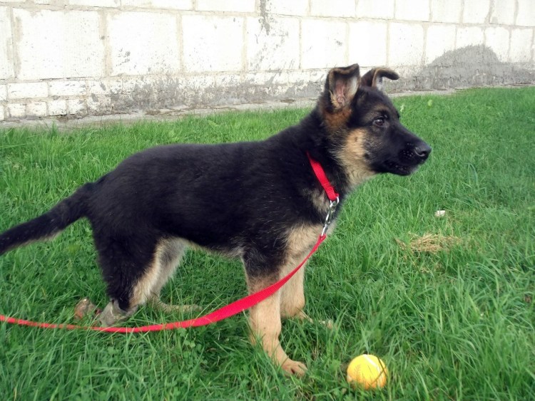 Щенки немецкой овчарки 3-4 месяца