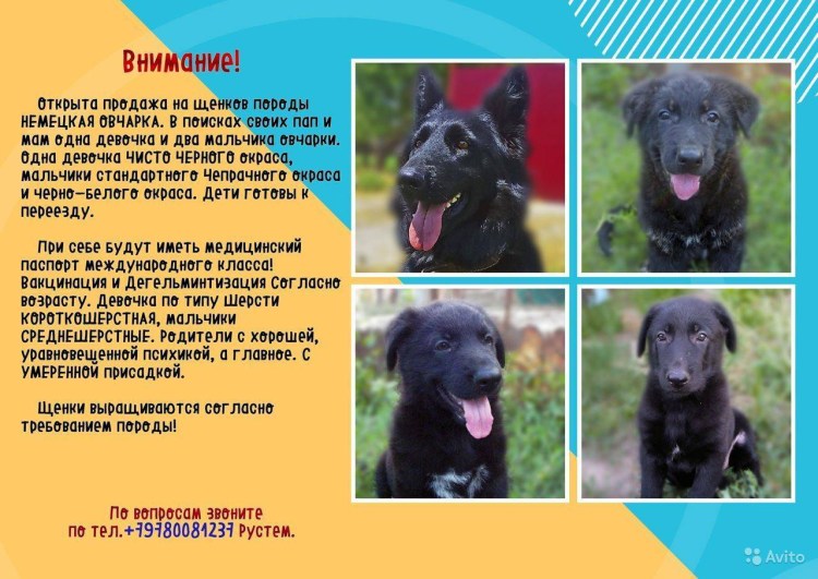 Питание щенка немецкой овчарки в 1 месяц