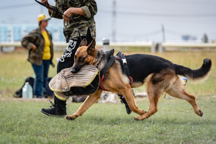 ВЕО vs немецкая овчарка