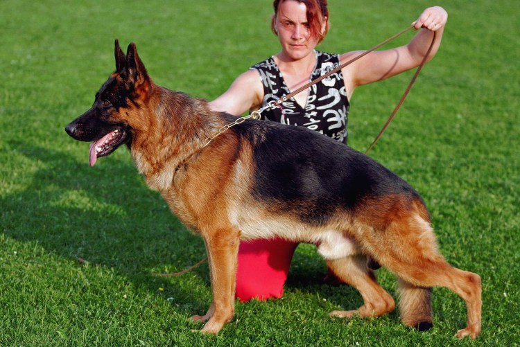 Тайсон немецкая овчарка