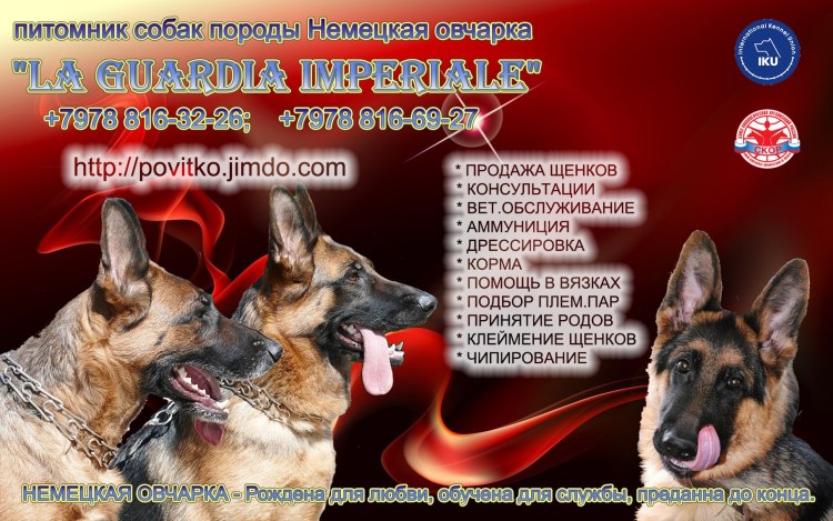 Щенки овчарки воспитание