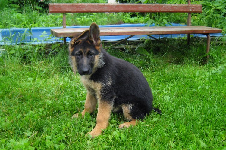 Стронгхолд для собак дозы