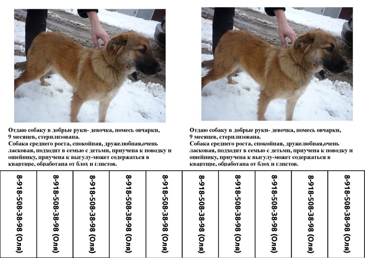 Рост и вес щенка немецкой овчарки в 2 месяца