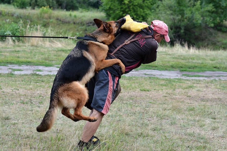 Немецкая овчарка ОКД