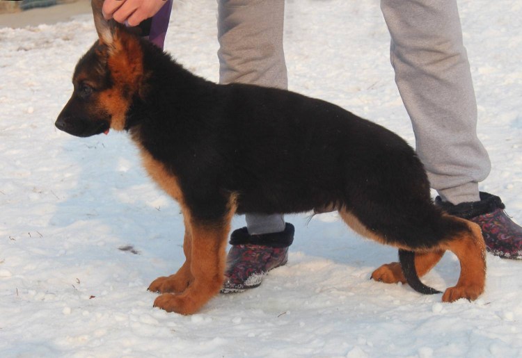 Щенок немецкой овчарки 3 месяца воспитание