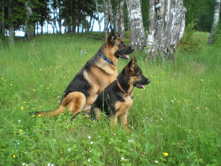 Дрессированная немецкая овчарка
