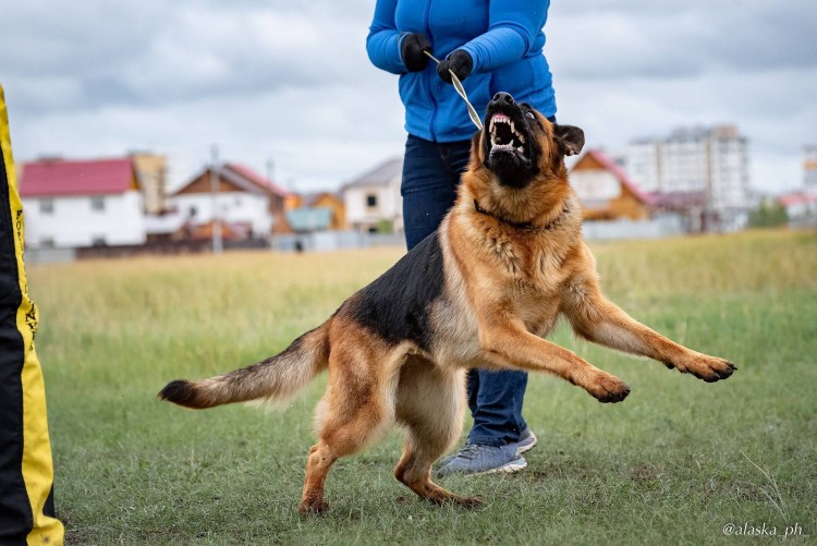 Немецкая овчарка ЗКС