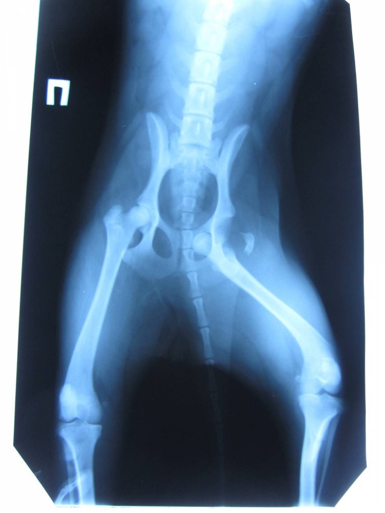 Перелом тазобедренного сустава у собак рентген