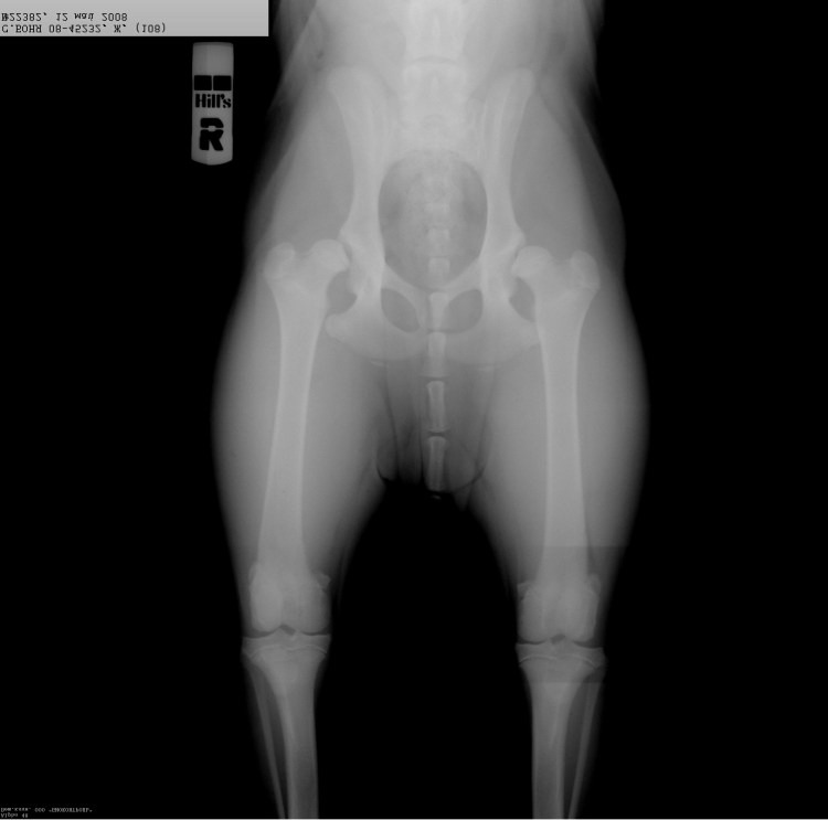 Снимки тазобедренных суставов норма у собак
