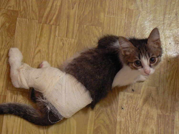 Кот в подгузнике