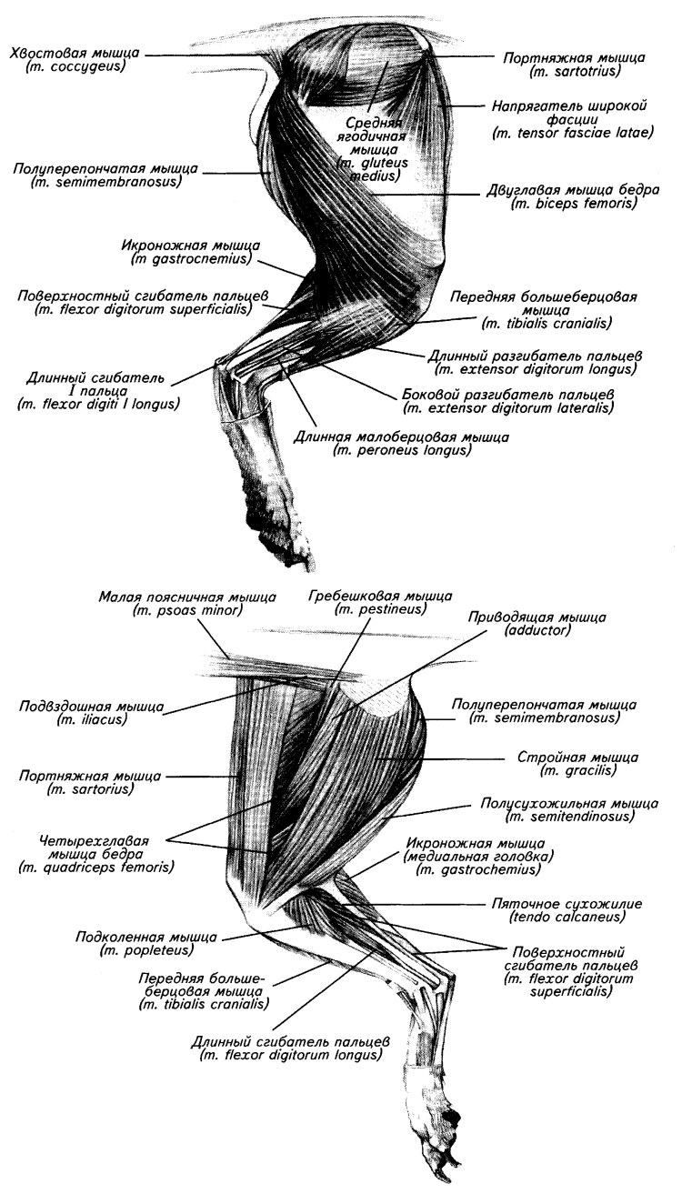 Мышцы грудной конечности собаки анатомия