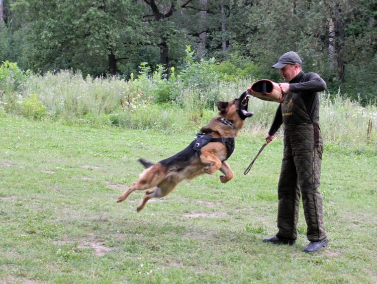 Немецкая овчарка кобель 7 месяцев