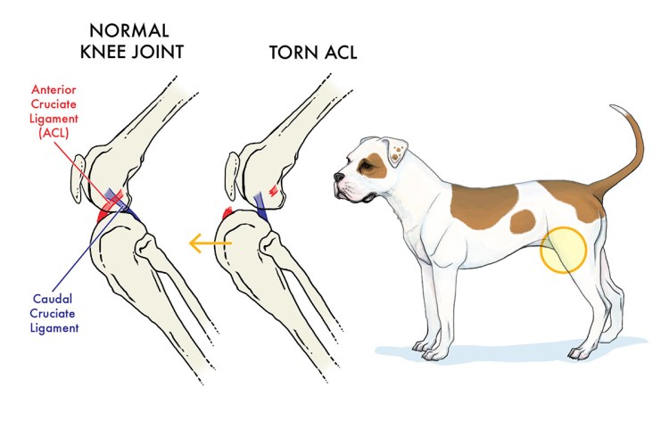 Разрыв передней крестовидной связки у собаки