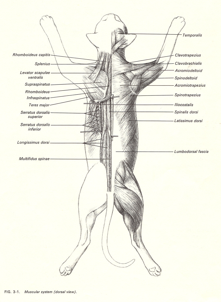 Мышцы задней конечности кошки