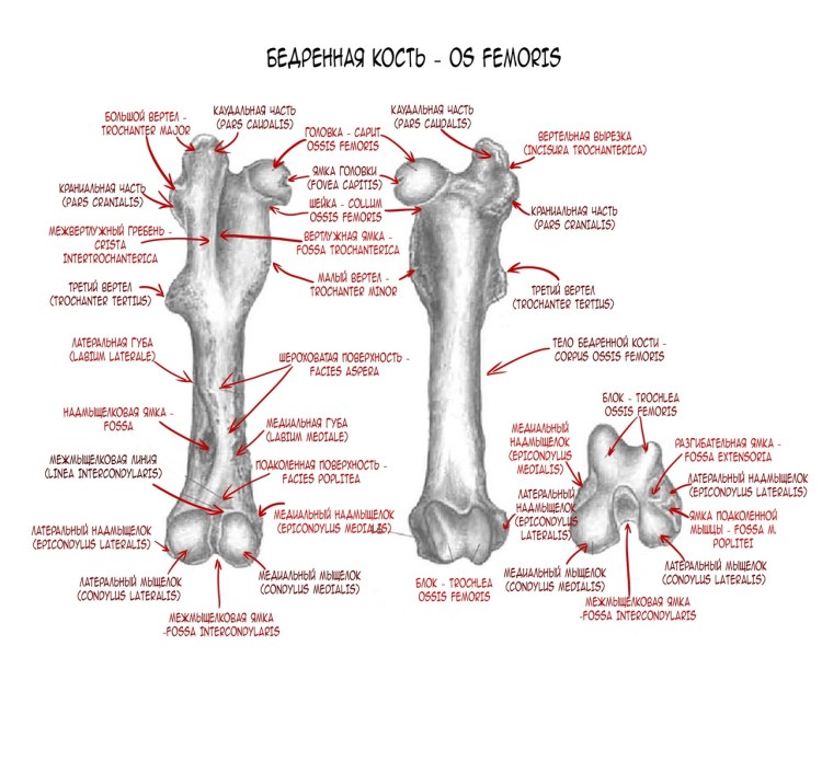 Строение бедренной кости животных