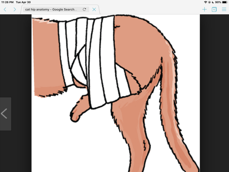 Повязка на заднюю лапу собаке