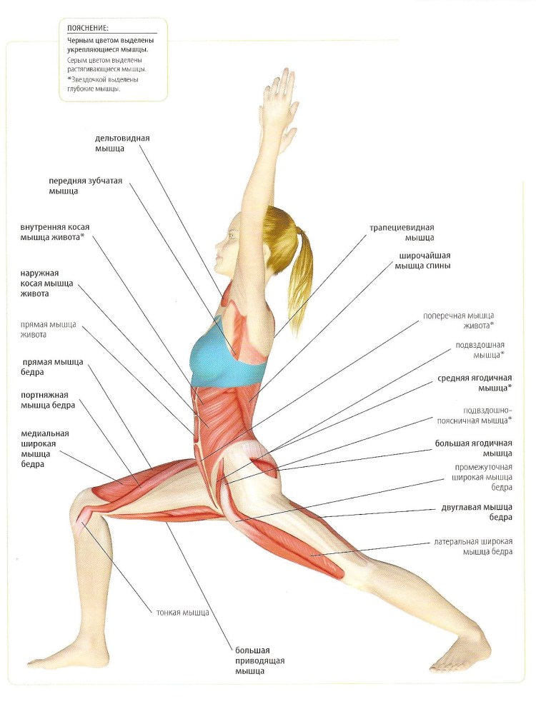 Анатомия собаки скелет конечностей