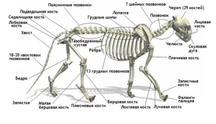 Тату с рысью для девушек