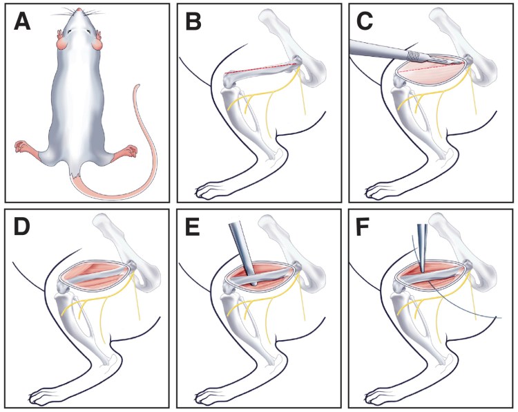 Бедренная кость крысы анатомия