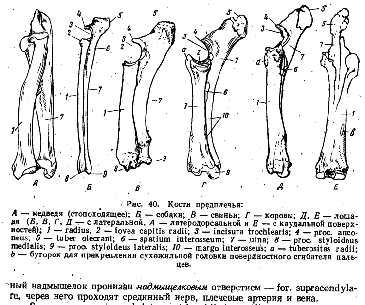 Скелет кота строение спереди