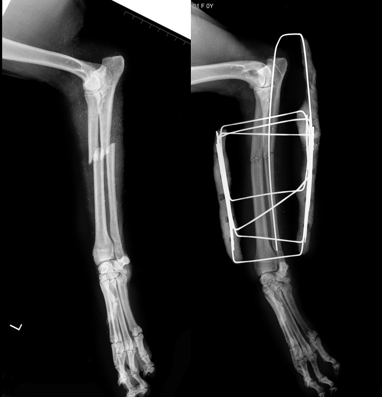 Тату в стиле реализм для девушек
