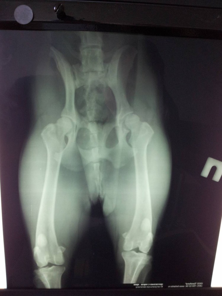 Расположение внутренних органов у кота