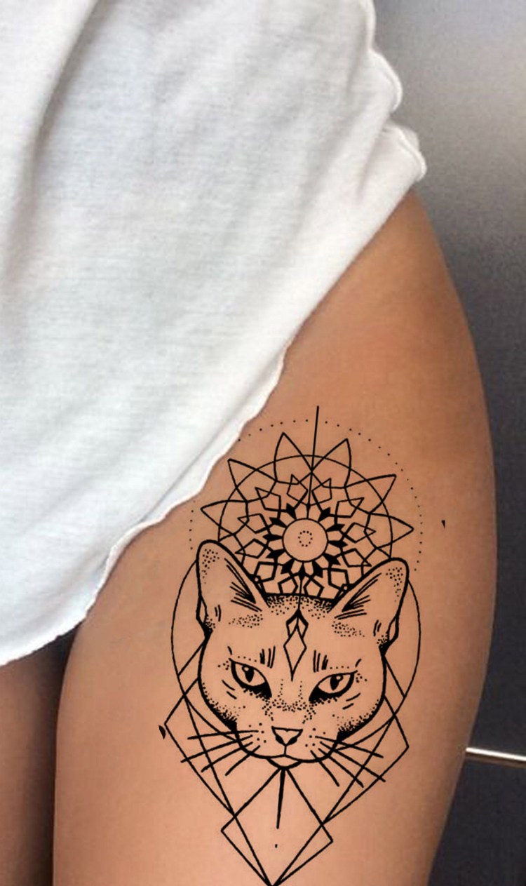 Строение скелета передних конечностей кошки