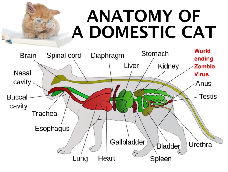 Мышечная анатомия собаки