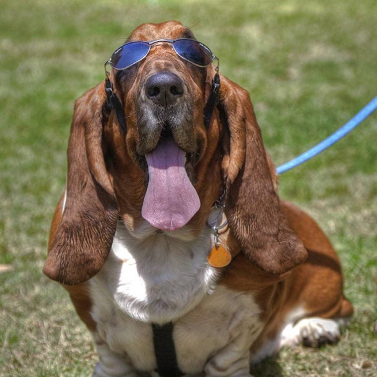 Бишон хаванез рыжий