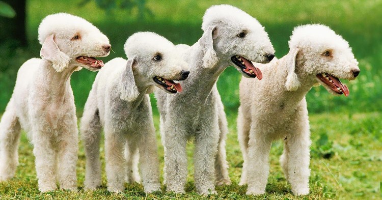 Бигль немецкий боксер