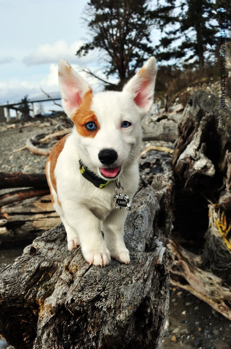 Королевский Бордосский дог