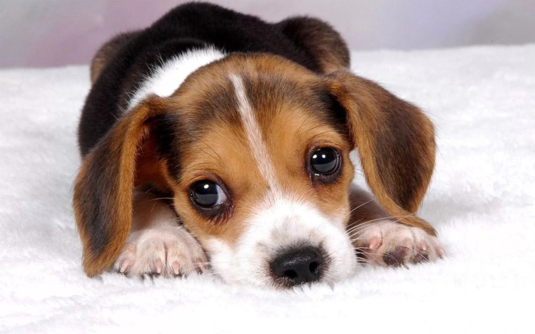 Вельш корги терьер